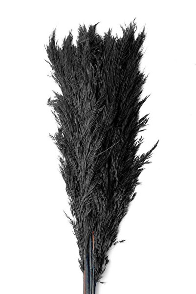 Dekora Çiçek Şoklanmış Pampas Otu Antrasit 10 adet 100 cm Dekoratif Gerçek Ku...