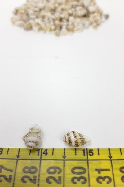 Hayalperest boncuk Brown Cream Oyster Seashell