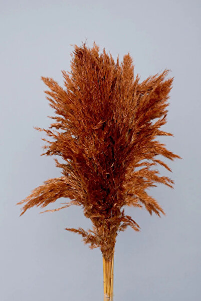 Dekora Çiçek Şoklanmış Pampas Otu Turuncu Renk 10 adet 100 cm Dekoratif Gerçe...
