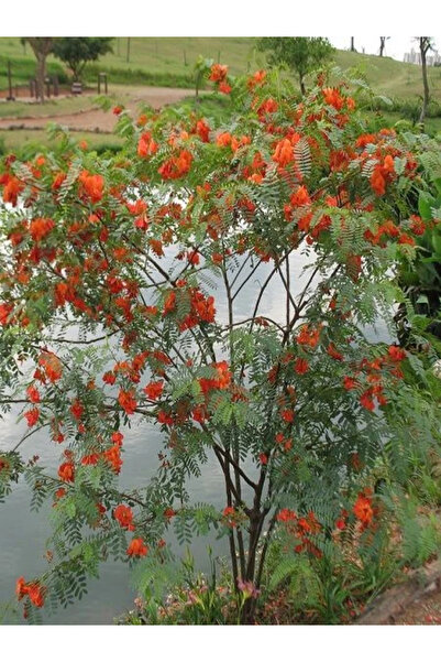 fidanistanbul Turuncu Sesbanya Sesbania punicea Scarlet Wisteria 100 cm 4 Yaş...