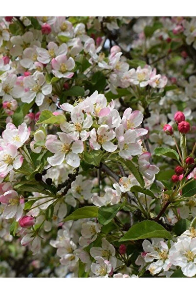 fidanistanbul Süs Elması Yeşil Yapraklı Malus floribunda Red Jade 120 cm 3 ya...