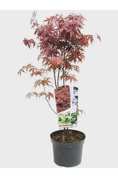 fidanistanbul Kırmızı Yapraklı Japon Akçaağacı Acer palmatum Atropurpureum 60...