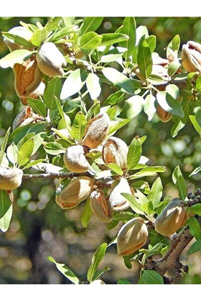 fidanistanbul Badem Fidanı NONPARELLE NONPAREİL  3 Yaş  120 cm Saksıda