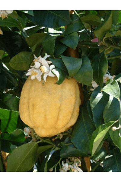 fidanistanbul Şadok Ağaç Kavunu Citrus maxima 120 cm Saksıda