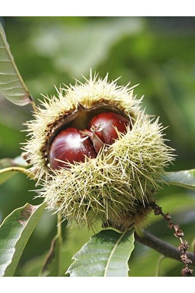 fidanistanbul Kestane Fidanı IŞIKLAR 60 80 cm Açık Kök