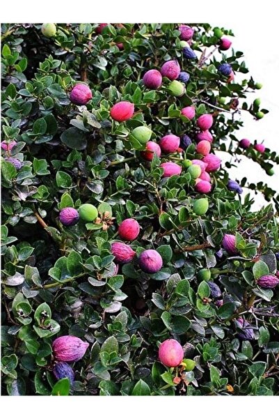 fidanistanbul Erik Fidanı Natal Carissa macrocarpa 20 30 cm Küçük Yaş Saksıda