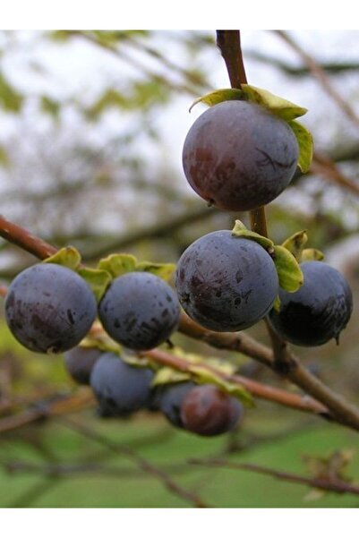 fidanistanbul Kuş Hurması Fidanı Diospyros lotus 40 50 cm Saksıda