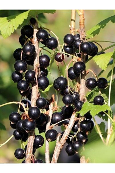 fidanistanbul Frenk Üzümü Fidanı Siyah Ribes nigramum Rosenthals Langtraubige...