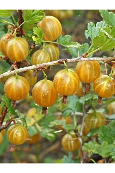 fidanistanbul Bektaşi Üzümü Fidanı Sarı Ribes uva crispa Yellow 30 cm Saksıda