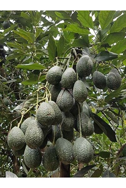 fidanistanbul Avokado Fidanı HASS 50 60 cm Saksıda