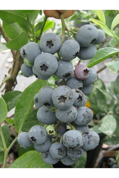 fidanistanbul Yaban Mersini Fidanı Vaccinium corymbosum SHARP BLUE Blueberry ...