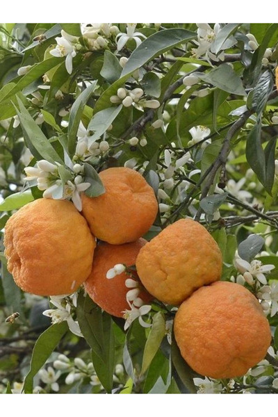 fidanistanbul Turunç Fidanı Citrus aurantium 80 100 cm Saksıda