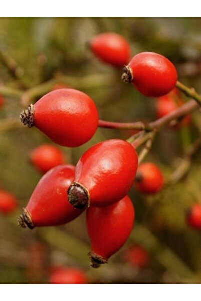fidanistanbul Kuşburnu Fidanı Dikensiz Rosa canina İnermis 40 60 cm Saksıda