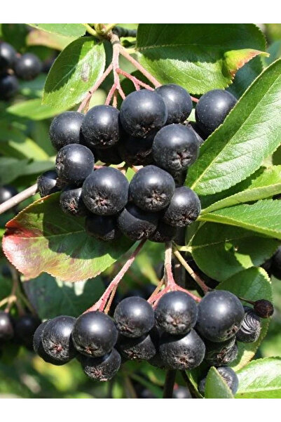 fidanistanbul Aronya Fidanı Rus Yaban Mersini Aronia melanocarpa Viking 4 Yaş...