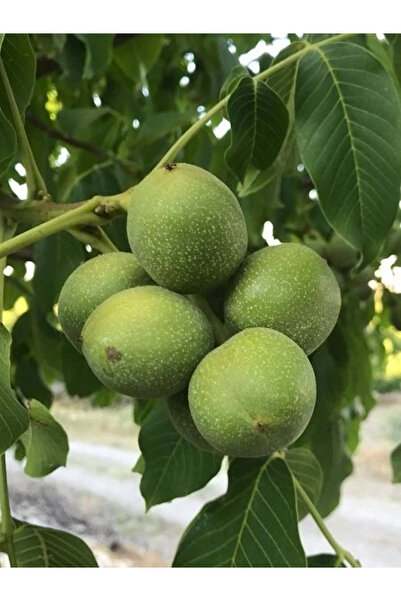 fidanistanbul Ceviz Fidanı KAMAN 1 3 Yaş 120 cm Saksıda