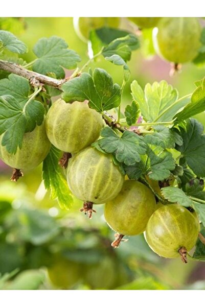 fidanistanbul Bektaşi Üzümü Fidanı Yeşil Ribes uva crispa Hinnonmaki Gül İthal