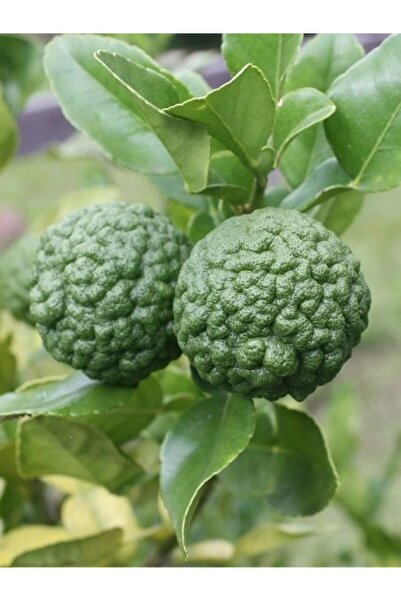 fidanistanbul Limon Fidanı Kaffir Lime Citrus hystrix DC 80 100 cm 4 yaş Saksıda