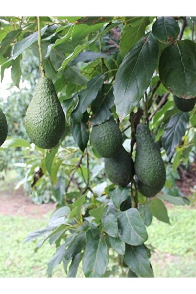fidanistanbul Avokado Fidanı PİNKERTON 50 60 cm Saksıda