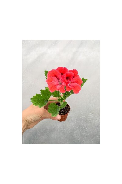 Sezginpazar Turuncu Somon Ceylangözü (Canan) Sardunya 10-20 cm