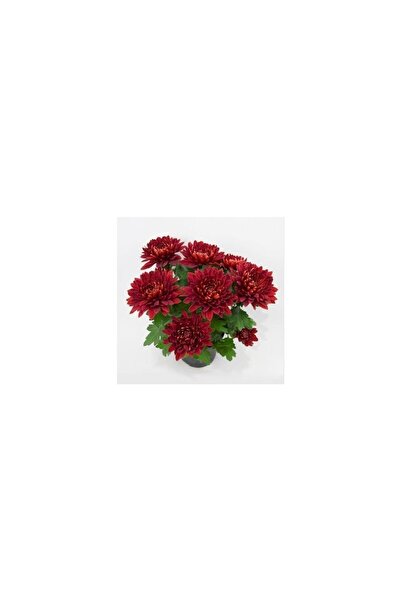 Mimoza Karışık Renk Kasımpatı Krizantem Hüzün Çiçeği 5-10 cm Chrysanthemum