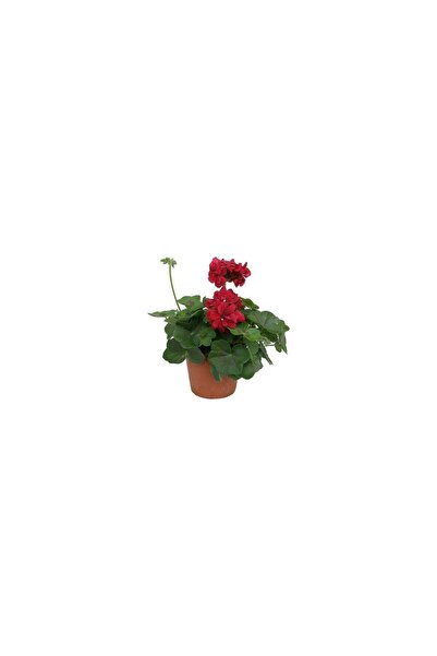 Nisa Fidancılık Biorganix Sakız Sardunya Fidanı Kırmızı 10-20 cm