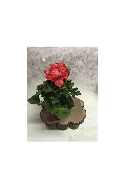 Elit Çiçek Sarayı Ceylan Gözü Canan Sardunya Çiçeği Fidanı Turuncu 10-20 cm