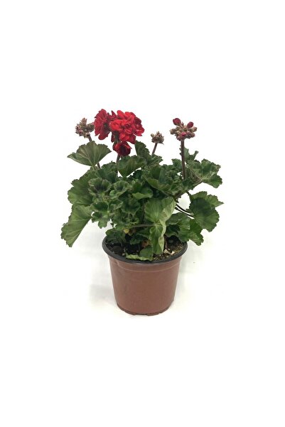 Elit Çiçek Sarayı Bahçe ve Balkon Bitkisi Kırmızı Sardunya 10-20 cm