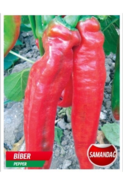 AKSARAY TOHUMCULUK Samandağ Biber Tohumu 25 Adet Tohum Aksaray Tohumculuk