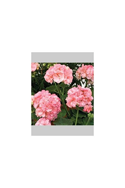 Mimoza Pembe Beyaz Sakız Sardunya Çiçeği Fidanı 10CM-30CM