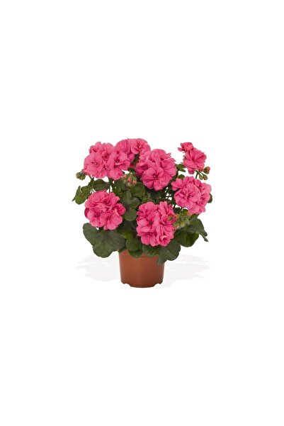 Genel Markalar Saksılı Açık Pembe Yavruağzı Sardunya Çiçeği 10-20 cm
