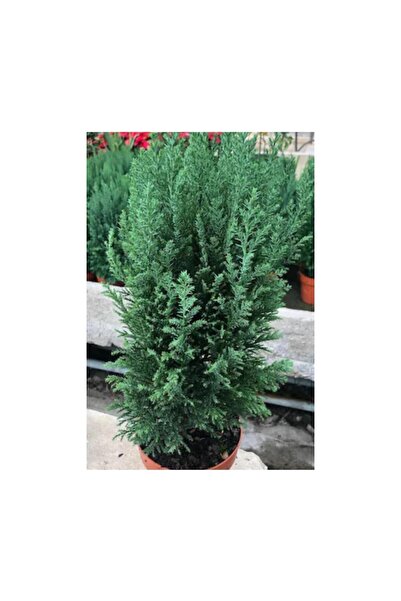 Genel Markalar Salon Çamı Elwoodi Çamı 40-60 cm Ev Bitkisi Ofis Bitkisi