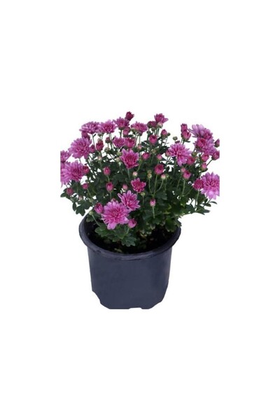 Genel Markalar Pembe Renk Kasımpatı Krizantem Chrysanthemum Çiçeği 10-20 cm