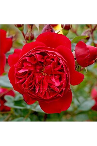 Mimoza Alioğlu Saksıda Yediveren Kırmızı Katmerli Sarmaşık Gül Fidanı