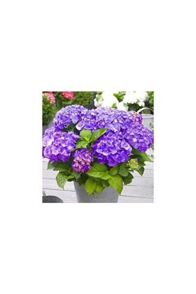 Mimoza Biorganix Aşılı Tüplü Mor Ortanca Çiçeği Fidanı