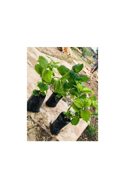 Mimoza Canlı Ortanca Çiçeği Fidanı Fuşya Renk 10-20 cm