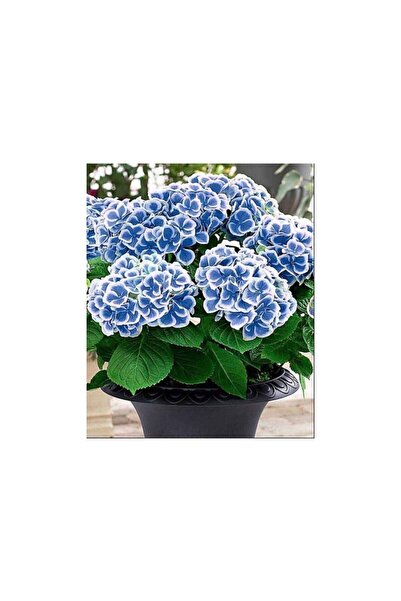 Mimoza Biorganix Ebruli Mavi Ortanca Çiçeği Fidanı Aşılı Tüplü