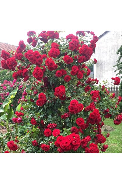 Mimoza Saksıda Kırmızı Yediveren Sarmaşık Gül Fidanı 10-20 cm