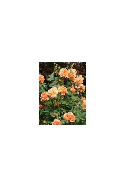 Mimoza Balkon Tipi Kokulu Sarmaşık Gül Fidanı 10-20 Cm