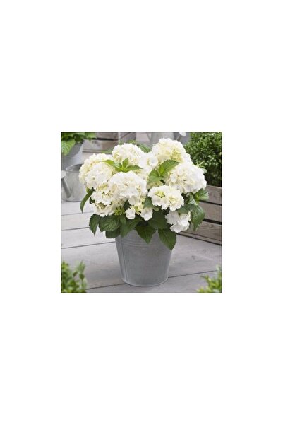Live Hydrangea Flower Seedling White Color 10-20 cm