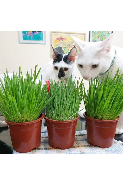 Tunç Botanik Kedi Çimi 12 cm'lik Saksıda 3 Adet