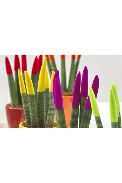 Tunç Botanik Renkli Paşa Kılıcı – Sansevieria Velvet