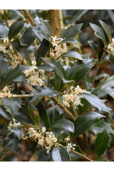 fidanistanbul OSMANTHUS heterophyllus Purpureus