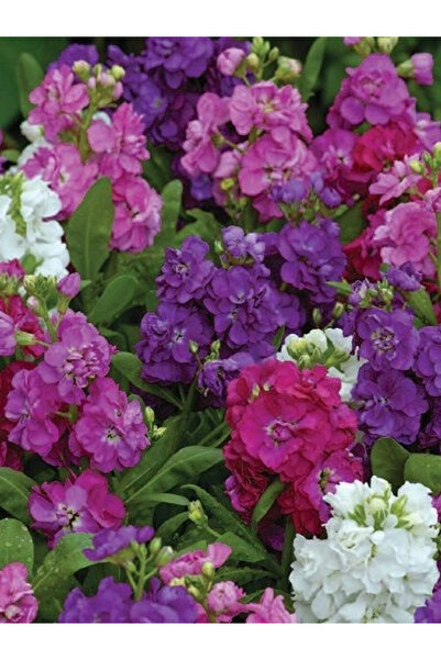 fidanistanbul Şebboy Çiçeği Karışık Renk Çiçek Tohumu 100 Adet