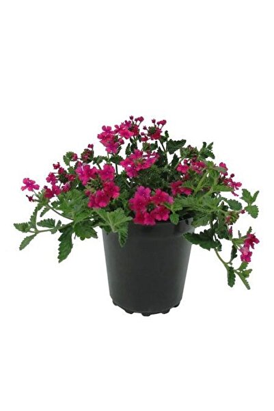 fidanistanbul Mine Çiçeği Verbena hybrida Saksıda