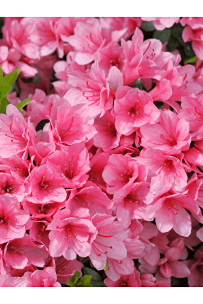 fidanistanbul Açelya Bitkisi Pembe Çiçekli Azalea japonica AMOENA COCCİNEA İt...