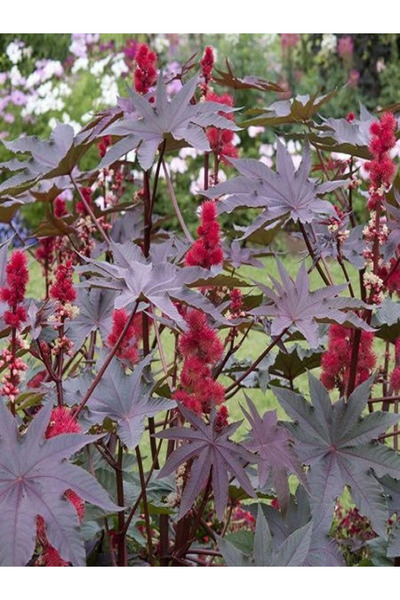 fidanistanbul Hint Yağı Çiçeği Kene Çiçeği Tohumu 5 Adet