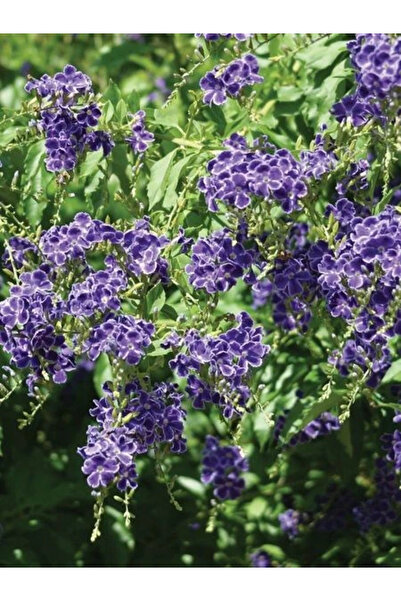 fidanistanbul Ağaç Menekşesi Duranta erecta 60 80 cm