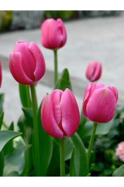 fidanistanbul Carola Lale Soğanı Paketli 5 Adet