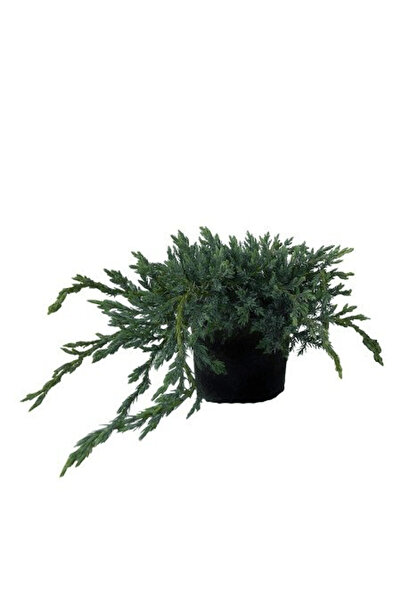 fidanistanbul Yayılıcı Mavi Ardıç Juniperus squamata Blue Carpet 20 40 cm Sak...