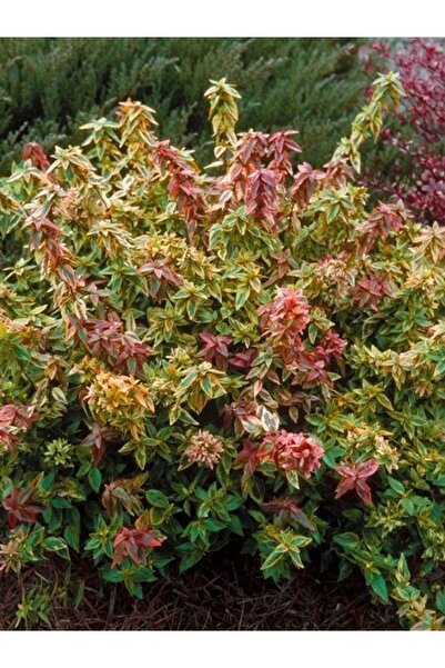 fidanistanbul Alacalı Güzellik Çalısı Abelia grandiflora Kaleidoscope